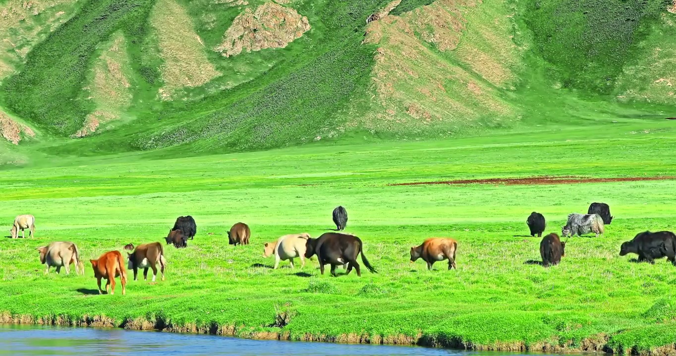 牛群在绿色的草原上放牧视频下载