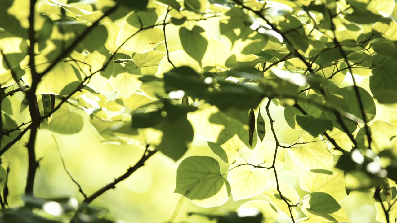 透过树叶的阳光，秋天，夏天，绿色的树叶在逆光中摇曳视频素材