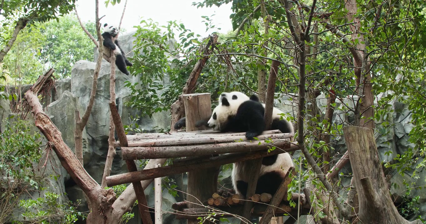 可爱温馨的大熊猫家庭小宝宝找妈妈玩耍视频下载