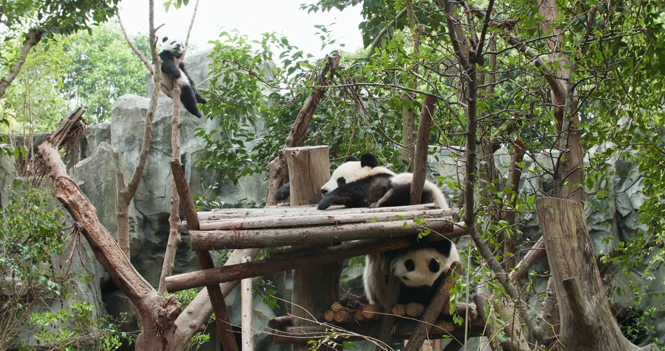 可爱温馨的大熊猫家庭小宝宝找妈妈玩耍视频下载