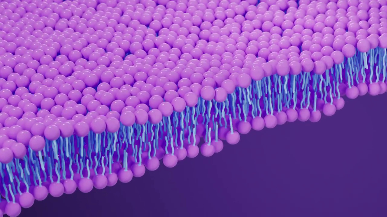 磷脂双分子层细胞膜3D渲染视频下载