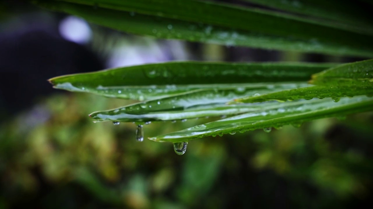 下雨时雨打树叶 雨滴落下视频下载