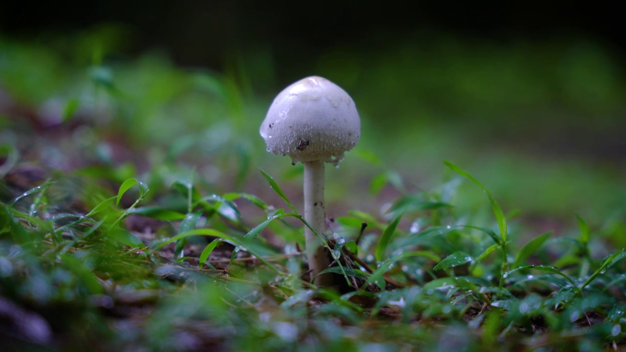 雨中的小蘑菇视频下载