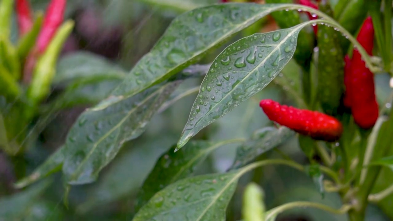 辣椒朝天椒蔬菜雨食物水珠视频素材