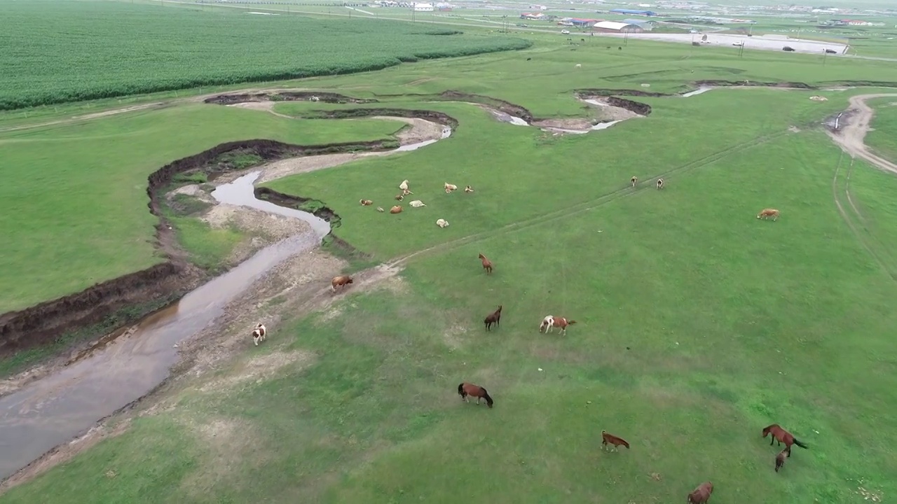 草原上的牛群视频素材