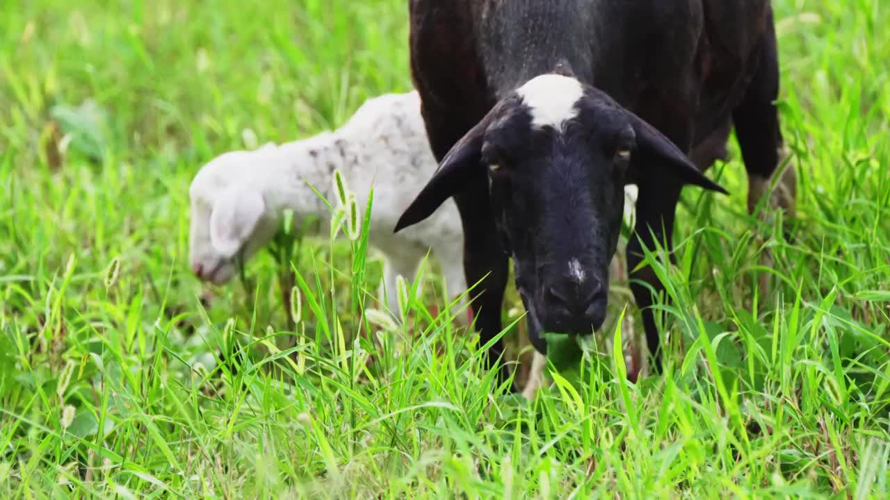 羊在肥沃的牧场吃草视频下载