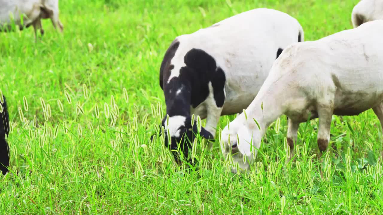 羊在肥沃的牧场吃草视频素材