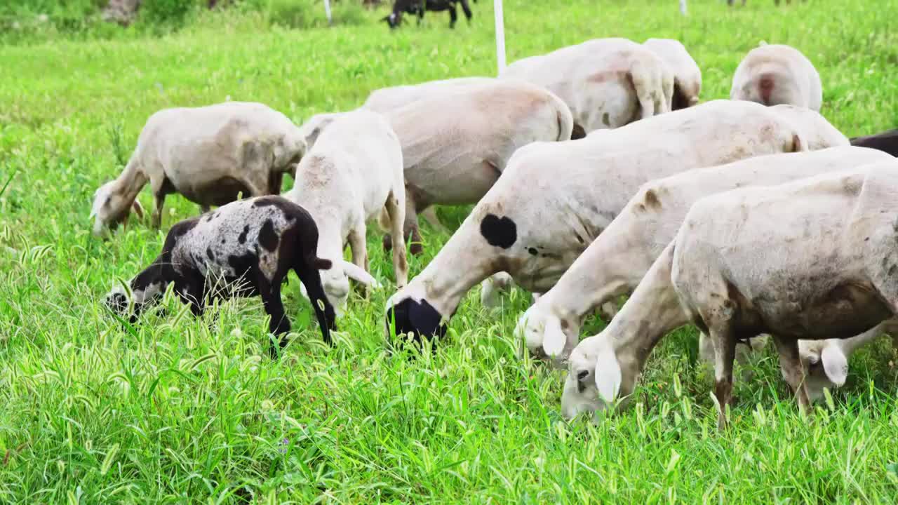羊在肥沃的牧场吃草视频下载