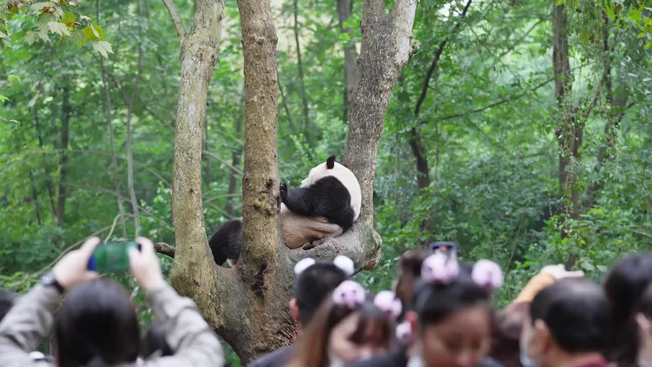 成都大熊猫基地游客拿手机拍摄树上的大熊猫视频下载