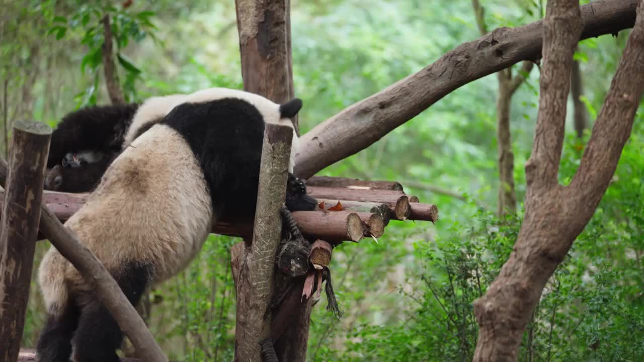 大熊猫休息玩耍视频下载