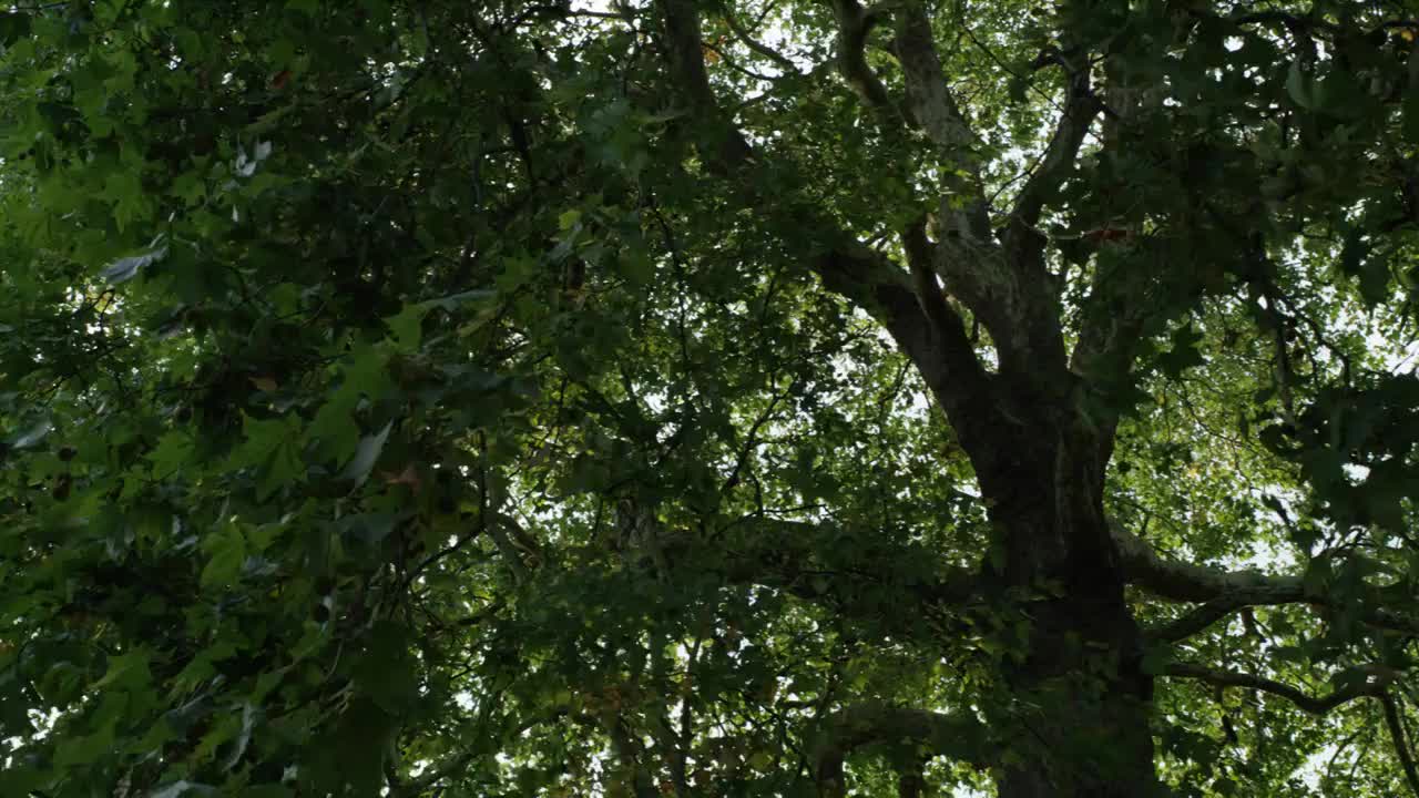 英国伦敦海德公园空镜，阳光穿过树叶视频下载