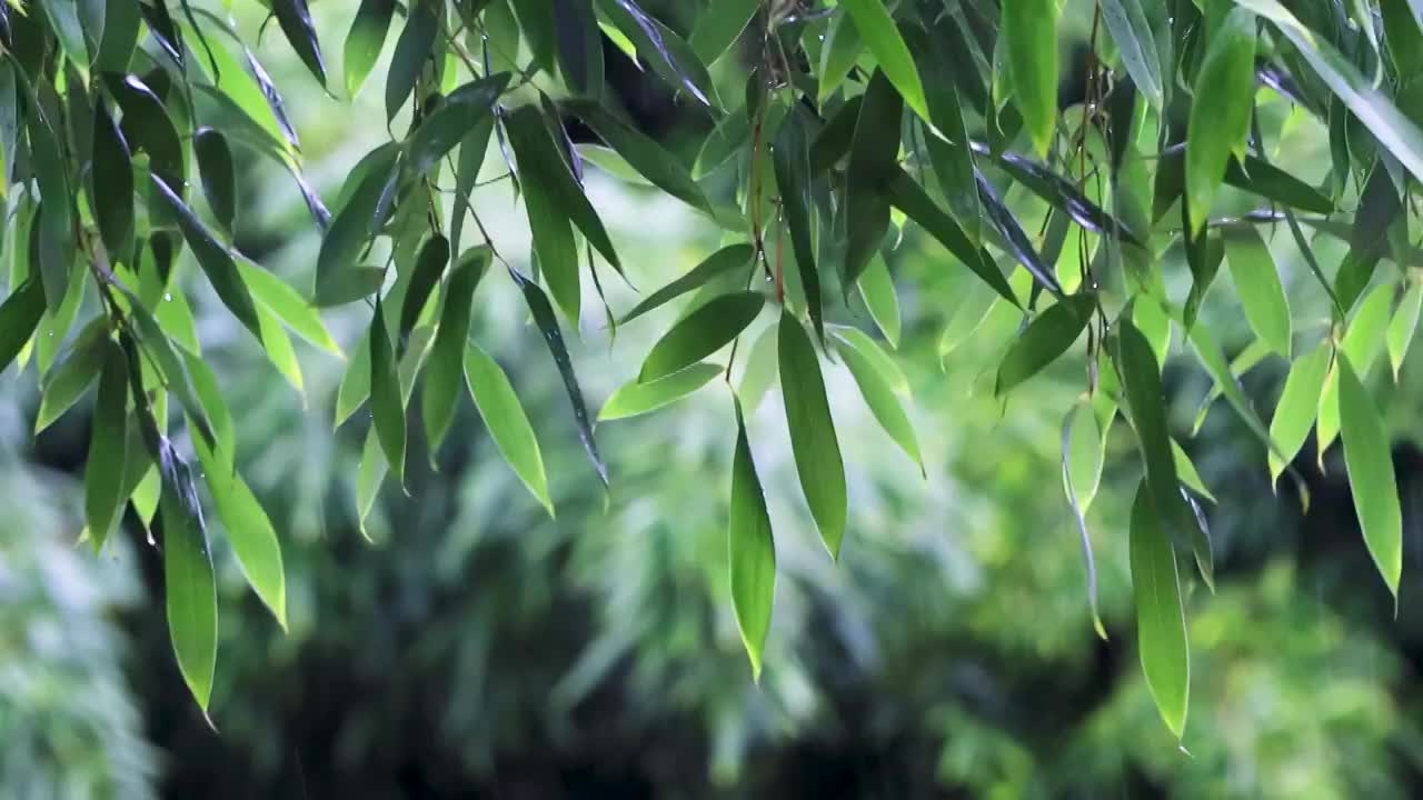 下雨天的竹林视频下载