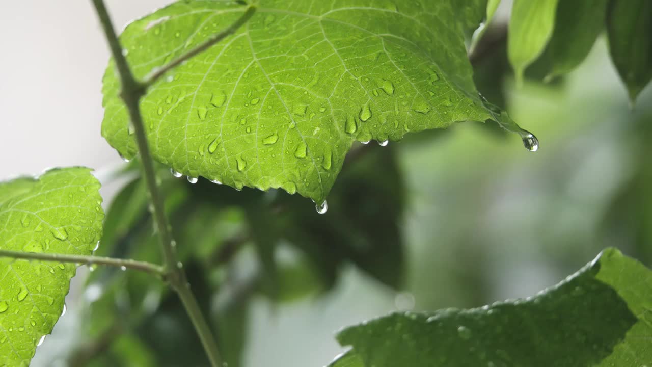 下雨天雨水落在树叶上江南园林雨中即景水面雨滴绿叶雨珠视频素材