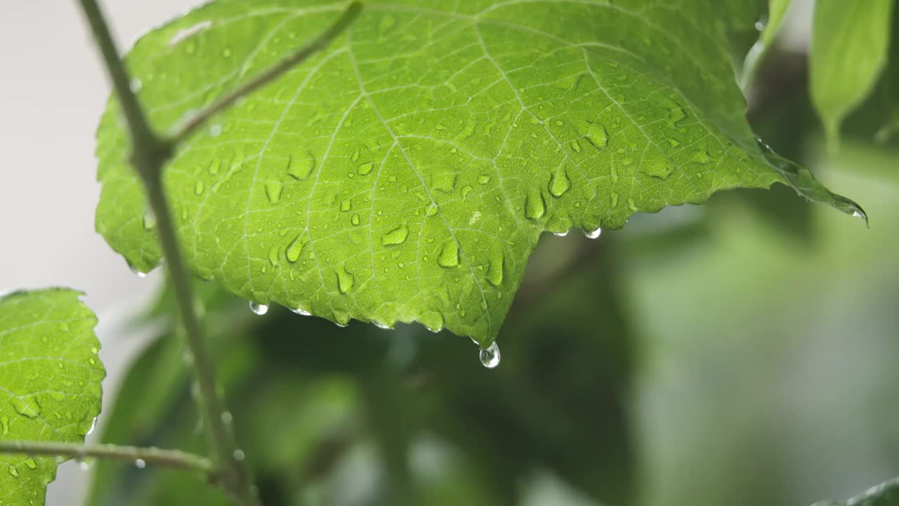 下雨天雨水落在树叶上江南园林雨中即景水面雨滴绿叶雨珠视频素材
