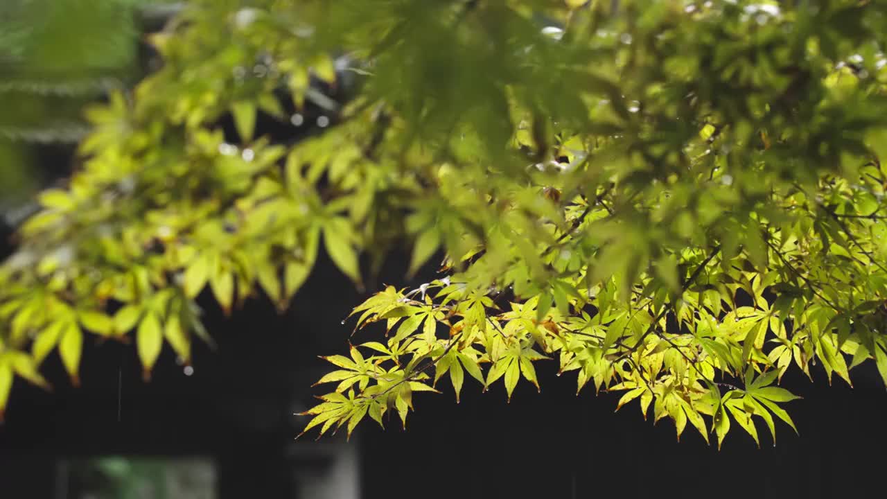 下雨天雨水落在树叶上江南园林雨中即景水面雨滴绿叶雨珠视频下载