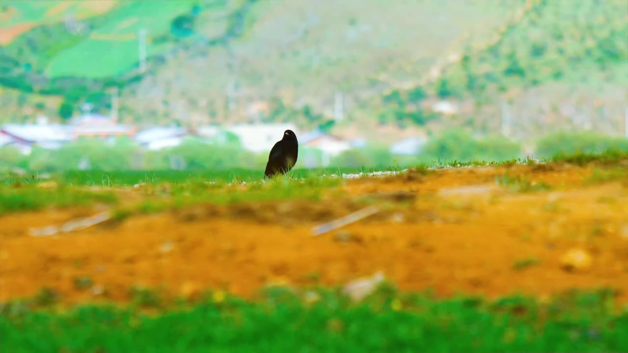 一只可爱的全身乌黑的红嘴山鸦小鸟正在草原上四处张望拍摄于云南香格里拉纳帕海大草原视频下载