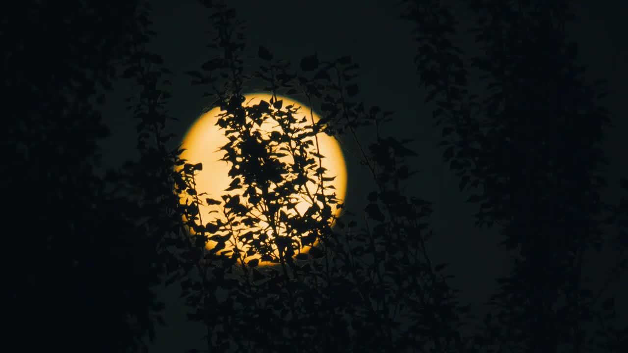 月亮树木剪影写意空镜延时视频素材
