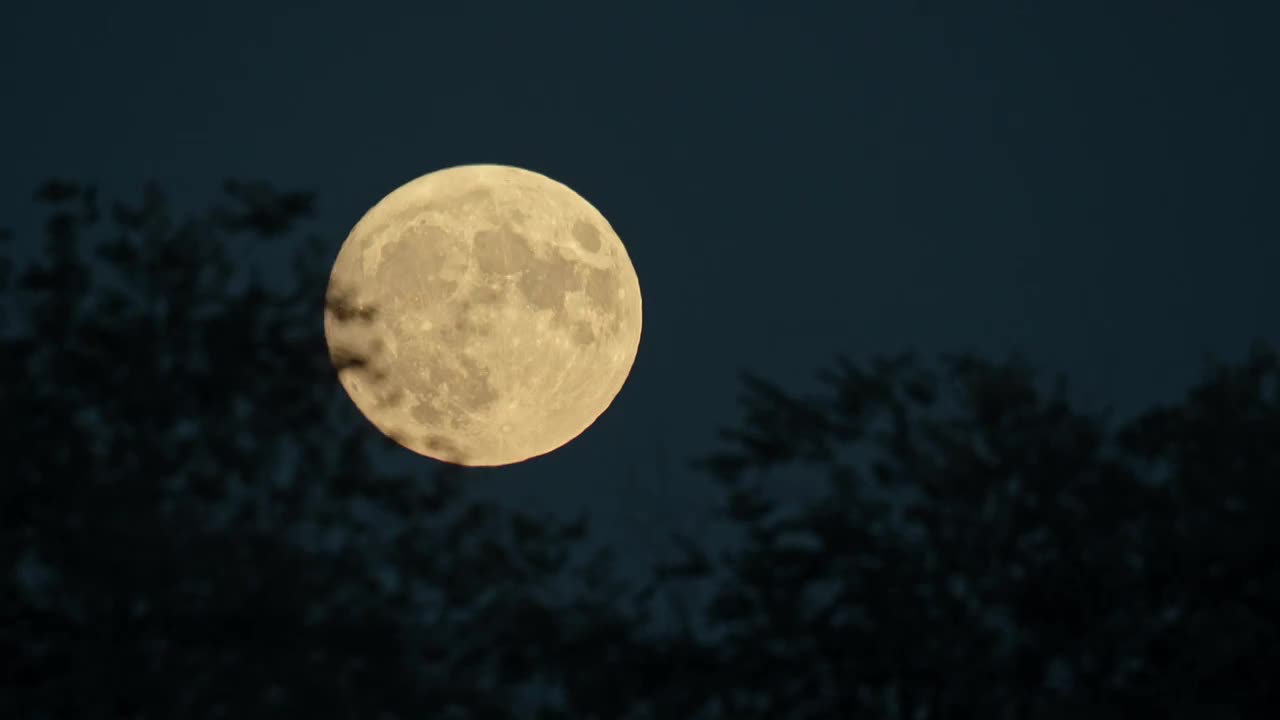 月亮树木剪影写意空镜延时视频素材