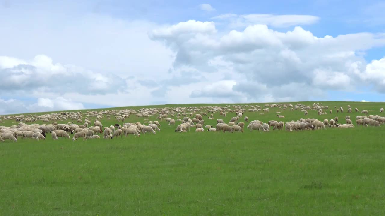 呼伦贝尔大草原的羊群视频素材