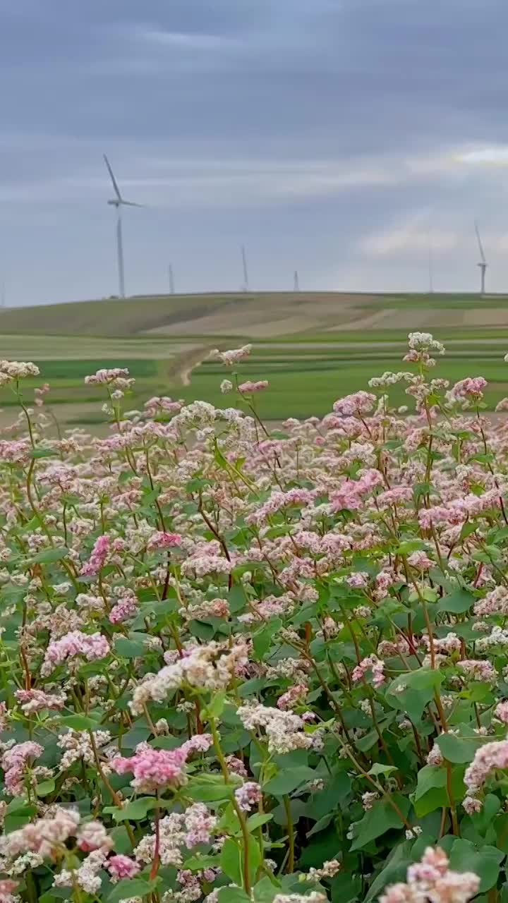 荞麦花，荞麦的花海，定边县的荞麦作物，农田与风力发电视频下载