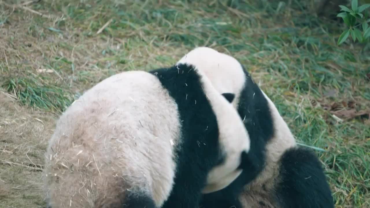 国宝大熊猫视频下载