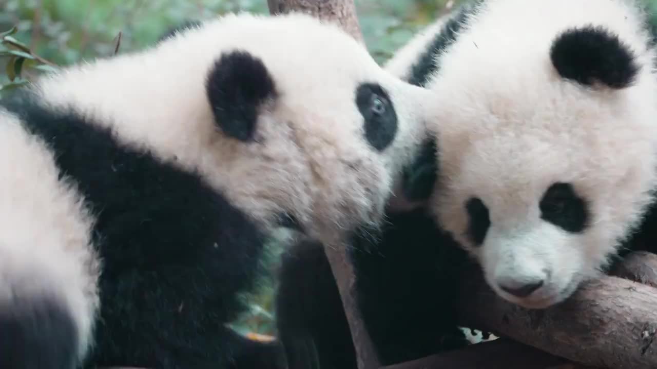 国宝大熊猫视频下载