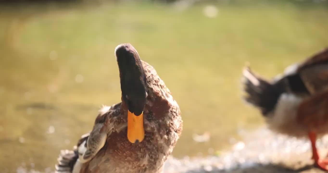 鸭子在河岸上嬉戏视频下载
