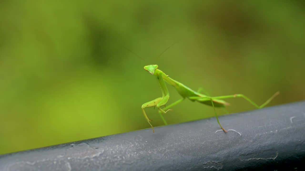 台州神仙居山上的螳螂视频下载