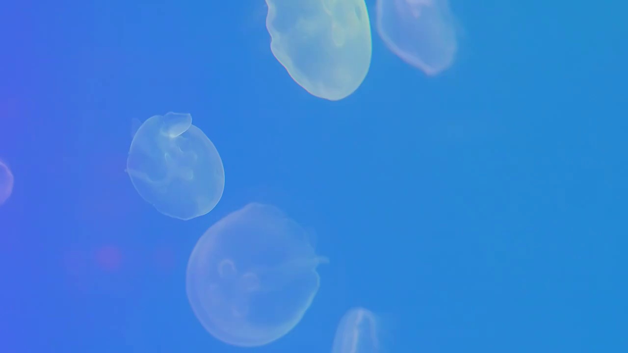 水族馆海底水母视频下载