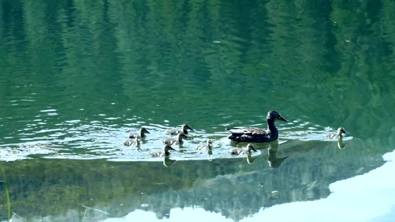 升格拍摄意大利多洛米蒂湖泊风光视频素材