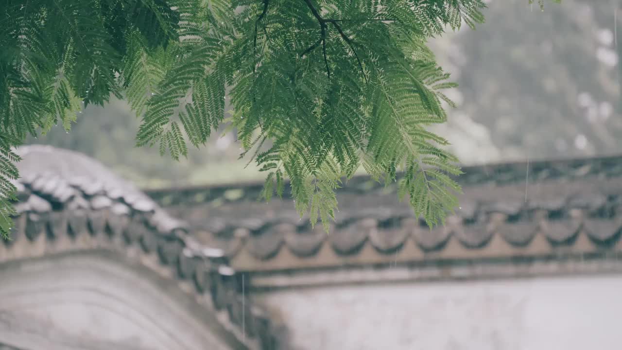 雨天的中式庭院围墙内，树叶随风摆动视频下载