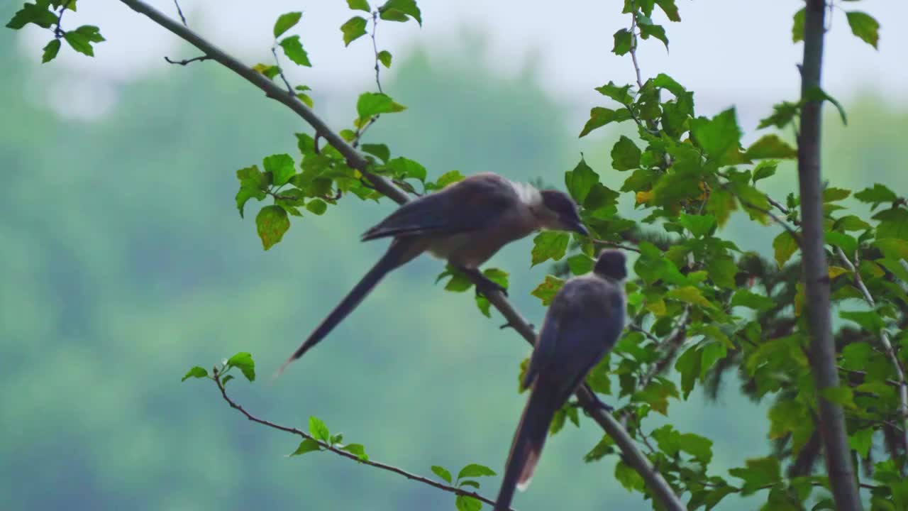 枝头灰喜鹊拍摄视频下载