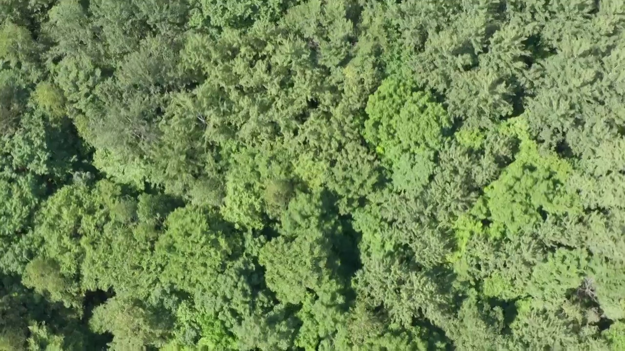 俯视航拍长白山脉森林视频下载