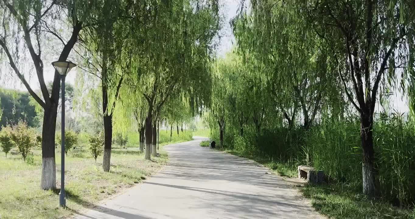 夏日宁静的森林步道柳树园林景观公园清晨林荫大道自然美植物绿色生长河畔绿化路户外城市建设风景视频下载