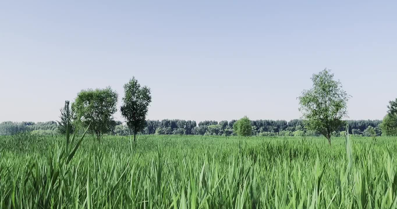 夏日潮白河沿岸的树林草丛空旷宁静安静自然美田园风光农场风景农业田地生长绿色视频素材