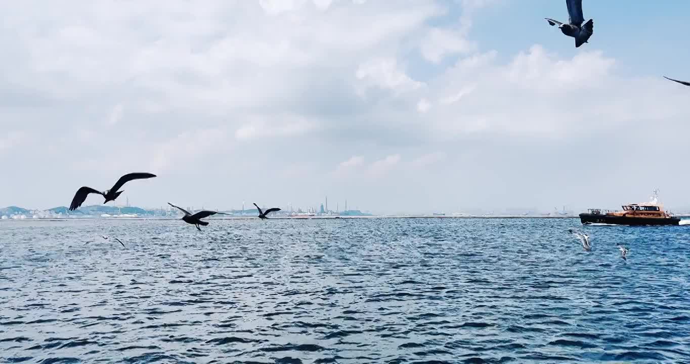 大连老码头海面上飞翔的海鸥鸟行驶的轮船大海蓝天白云天空自然美野生动物海洋动物主题港口视频下载