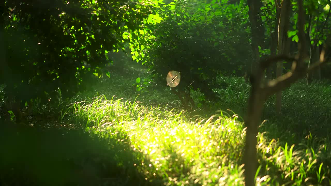 阳光透过密林照射在草地上视频下载