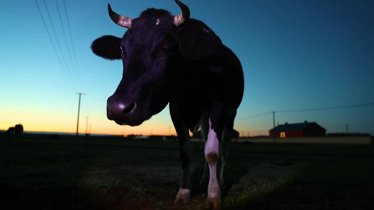 日出日落时,牧场里的奶牛呕吐反刍视频素材