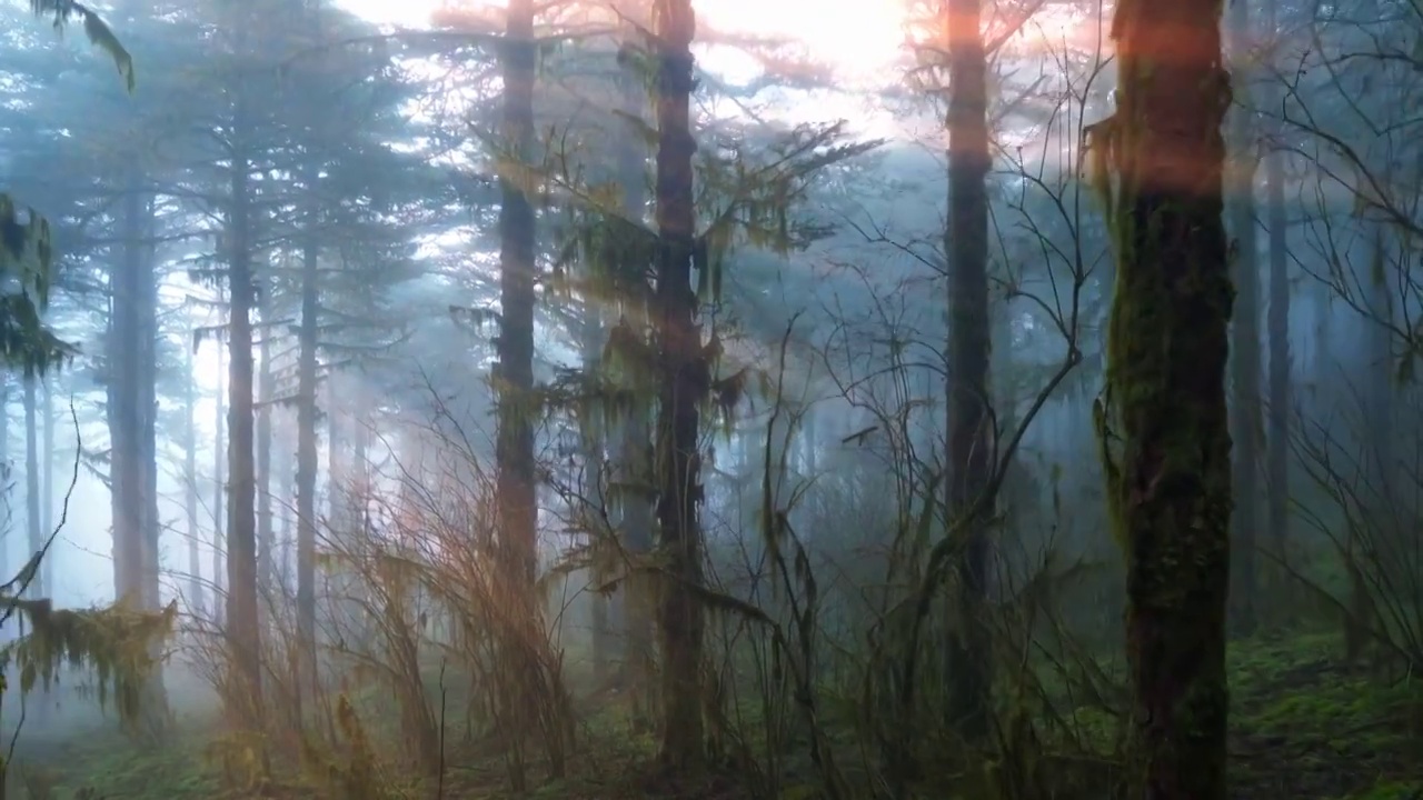迷雾森林大自然视频下载