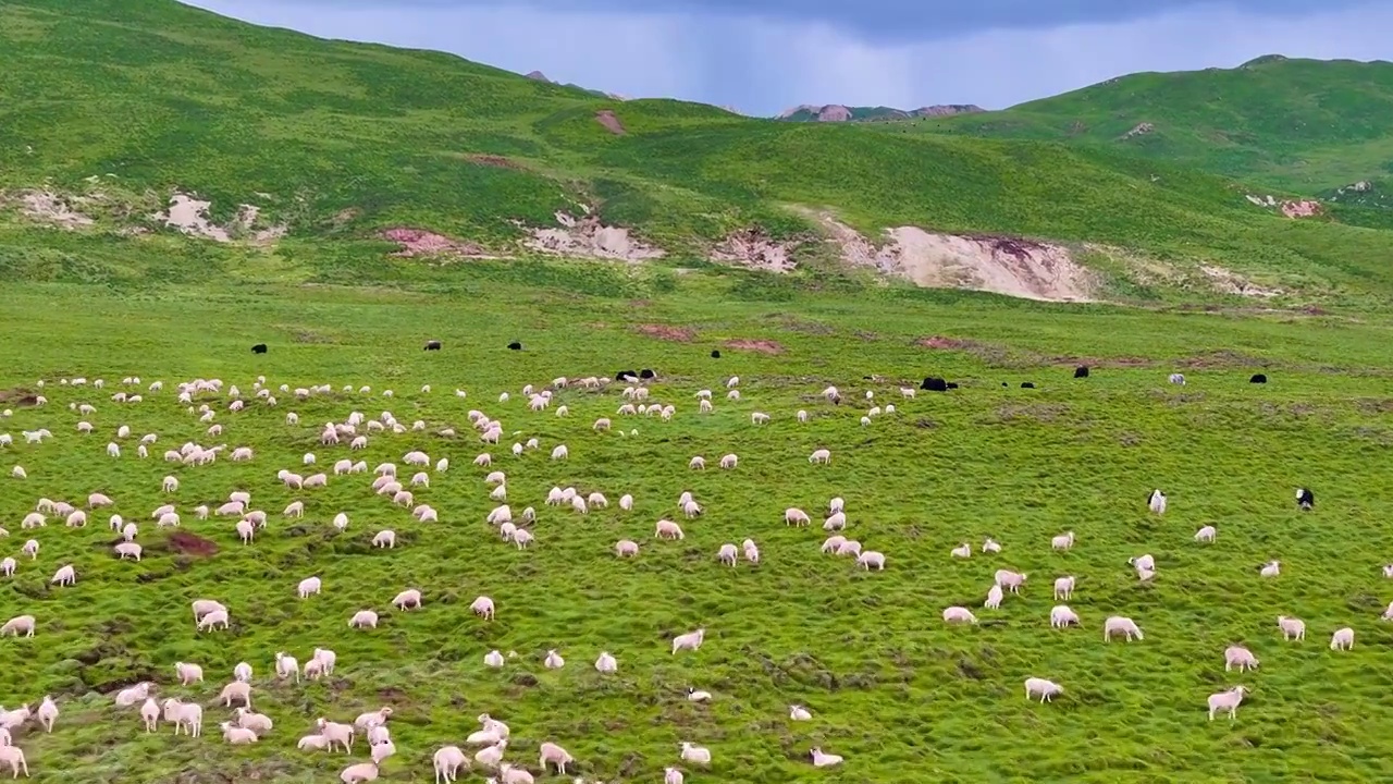航拍夏天的青海祁连山大草原风光和成群的牛羊视频下载