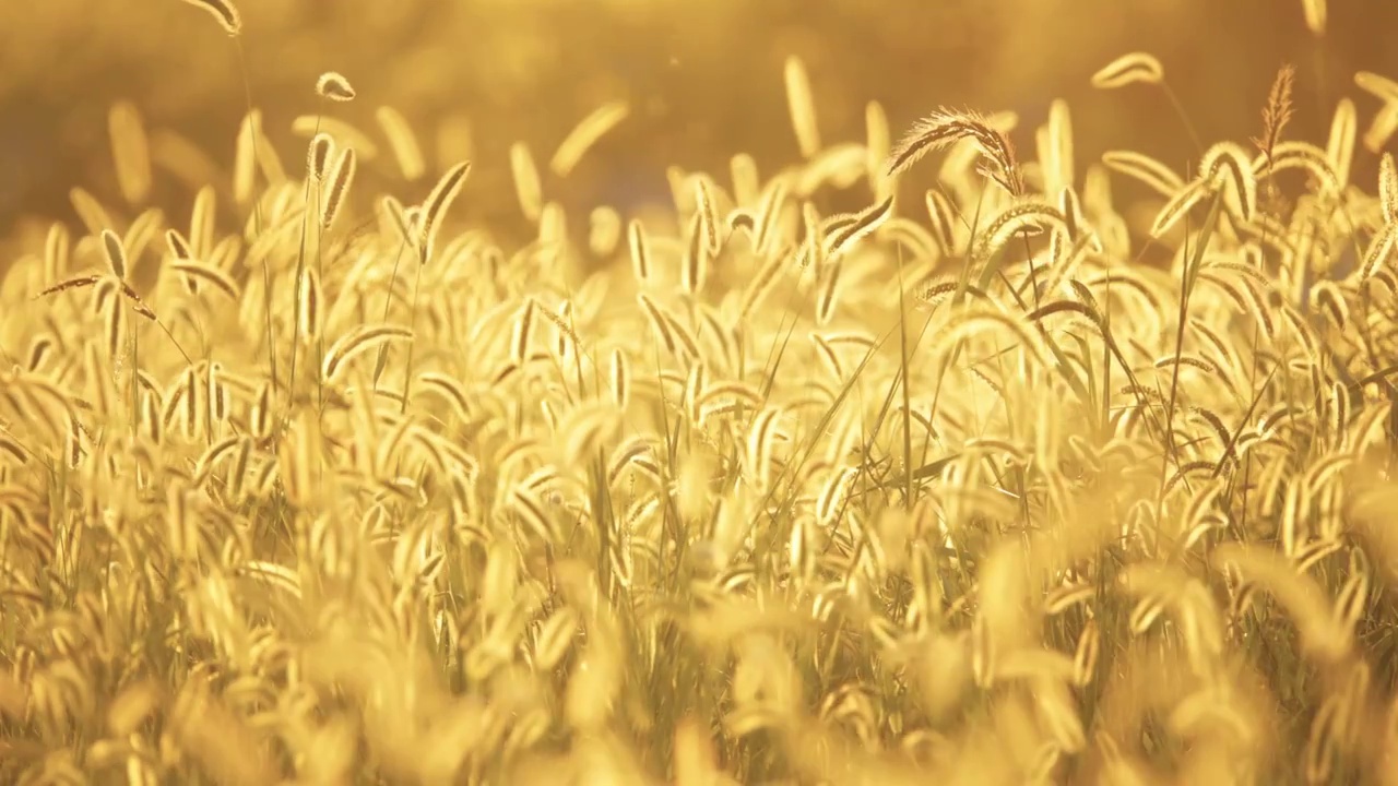 金色的阳光中，金黄色的狗尾草在逆光中发着光芒随风摇曳视频购买