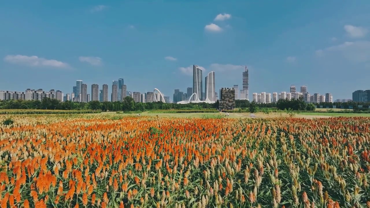 航拍南京乡村高粱 城市天际线 青奥森林公园 双子楼 南京眼 红高粱 粮食 风景视频素材