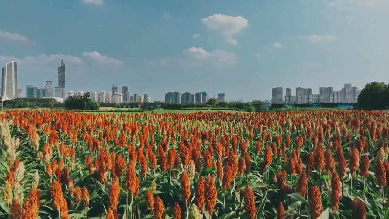 航拍南京乡村高粱 城市天际线 青奥森林公园 双子楼 南京眼 红高粱 粮食 风景视频素材