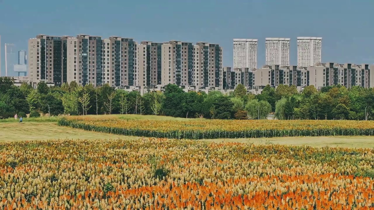 航拍南京乡村高粱 城市天际线 青奥森林公园 双子楼 南京眼 红高粱 粮食 风景视频下载