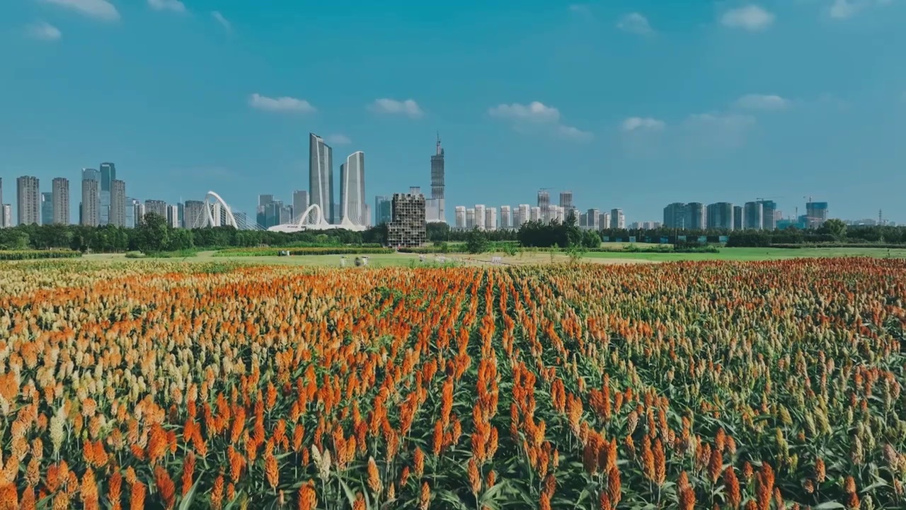 航拍南京乡村高粱 城市天际线 青奥森林公园 双子楼 南京眼 红高粱 粮食 风景视频下载