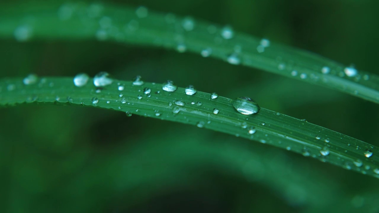 春雨自然雨水雨滴下雨水滴十二节气谷雨水分视频下载