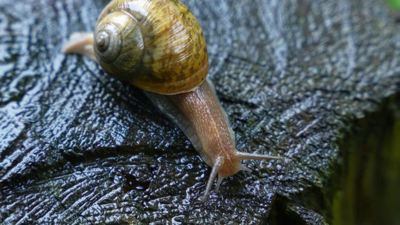 雨后森林里的蜗牛视频下载