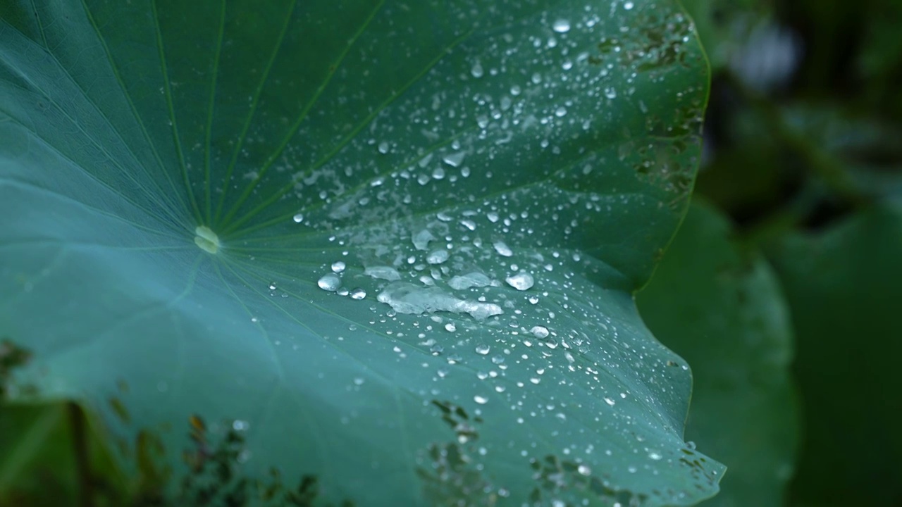 雨中荷叶上的水珠视频素材