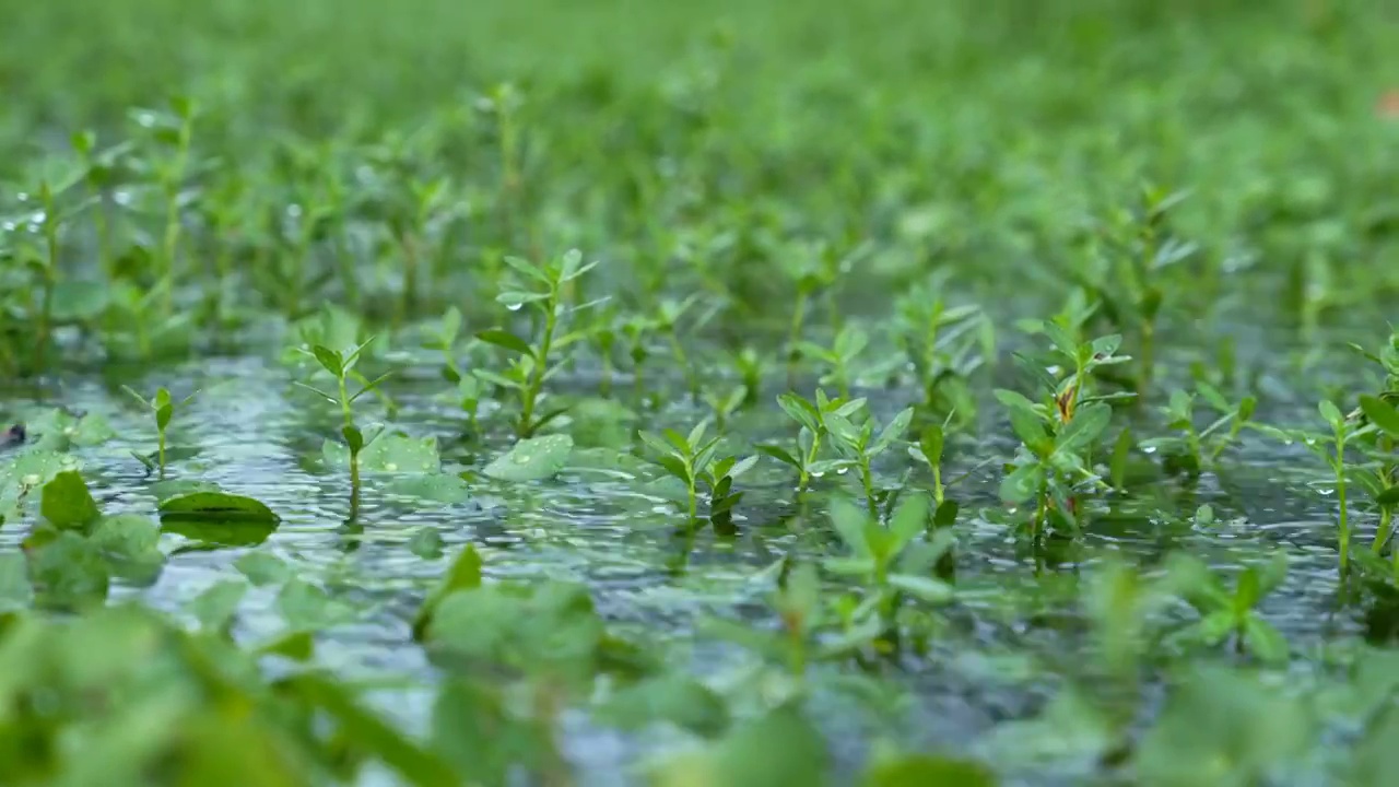 雨中香菇草上的水珠视频素材