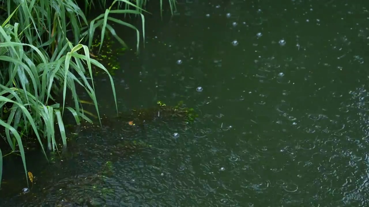 雨中池塘水面涟漪视频下载